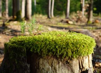 Jak zregenerować organizm po alkoholu?
