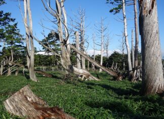 Dlaczego tapeta się kurczy? Dlaczego tapeta się kurczy?