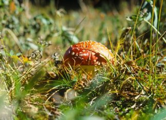 Jaką grubość grzebienia do płytek? Jaką grubość grzebienia do płytek?
