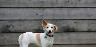 Co zamiast wylewki pod płytki?