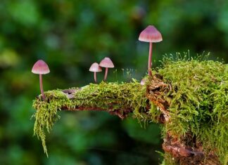 Jakie są rodzaje siekier? Jakie są rodzaje siekier?