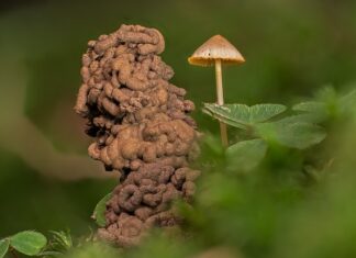 Jak pozbyć się robaków z kwiatów doniczkowych?