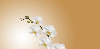 Czy storczyki lubią cynamon?