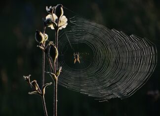 Jakie ledy do cofania? Jakie ledy do cofania?