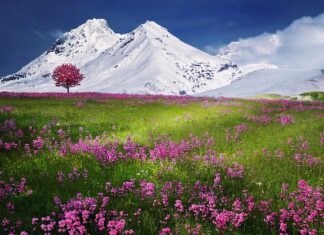 Kto ma fioletowe lamborghini w Polsce?