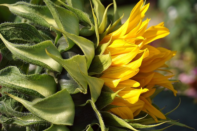 Czy można położyć tapetę na pomalowaną ścianę? Czy można położyć tapetę na pomalowaną ścianę?