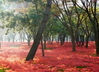 Co daje synchronizacja wałka rozrządu? Co daje synchronizacja wałka rozrządu?