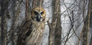 Ile tak naprawdę pali hybryda?